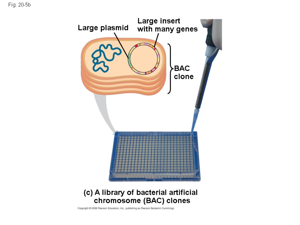 Fig. 20-5b (c) A library of bacterial artificial chromosome (BAC) clones Large plasmid Large